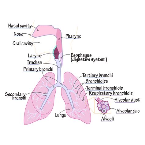 respiratory pathway diagram 